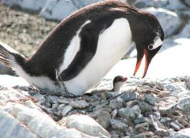 Fotó: Gentoo penguin