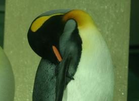 Fotó: King penguin