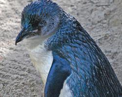 Fotó: Little penguin