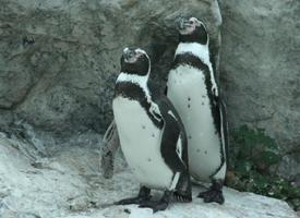 Fotó: Humboldt penguin