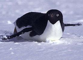 Fotó: Adélie penguin