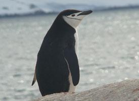 Fotó: Chinstrap penguin