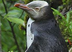 Fotó: Waitaha penguin