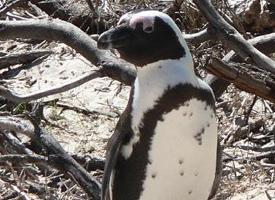 Fotó: African penguin