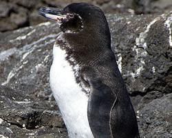 Fotó: Galápagos penguin