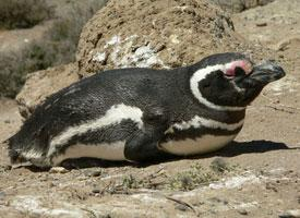 Fotó: Magellanic penguin