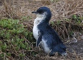 Fotó: Little penguin