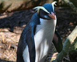 Fotó: Fiordland penguin