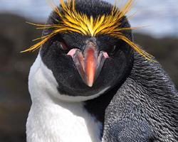 Fotó: Macaroni penguin