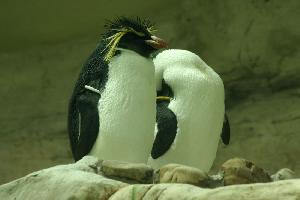 Fotó: Southern rockhopper penguin