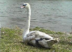 Fotó: Mute swan