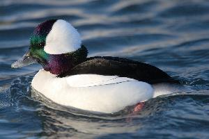 Fotó: Bufflehead