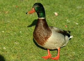 Fotó: Mallard