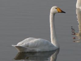 Fotó: Whooper swan