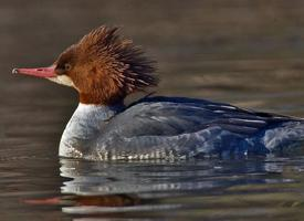 Fotó: Common merganser