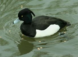 Fotó: Tufted duck