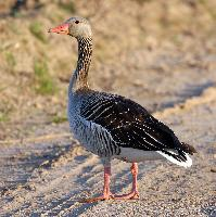 Fotó: Greylag goose