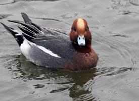 Fotó: Eurasian wigeon