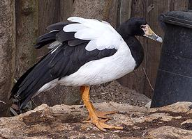 Fotó: Magpie goose