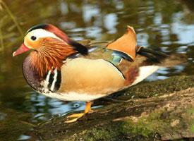 Fotó: Mandarin duck