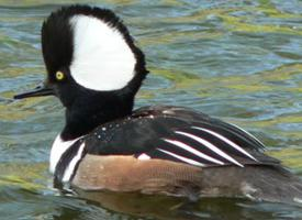 Fotó: Hooded merganser