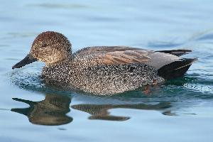 Fotó: Gadwall