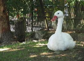 Fotó: Coscoroba swan