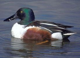 Fotó: Northern shoveler