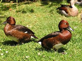 Fotó: Ferruginous duck