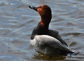 Fotó: Common pochard