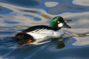 Fotó: Common goldeneye