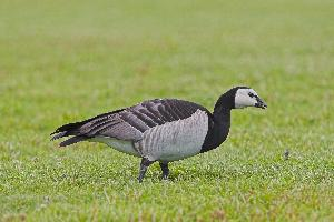 Fotó: Barnacle goose