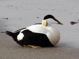 Fotó: Common eider