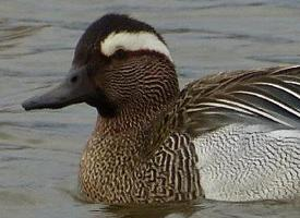 Fotó: Garganey