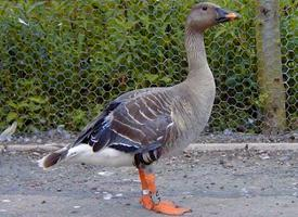 Fotó: Bean goose