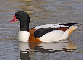 Fotó: Common shelduck