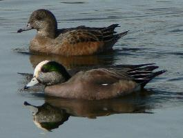 Fotó: American wigeon