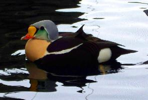 Fotó: King eider