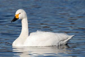 Fotó: Tundra swan