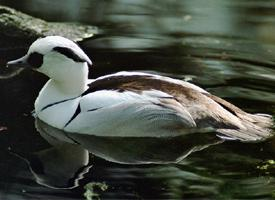 Fotó: Smew