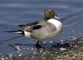 Fotó: Pintail