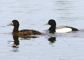 Fotó: Greater scaup