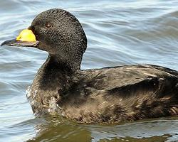 Fotó: Common scoter