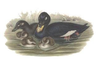 Fotó: Velvet scoter