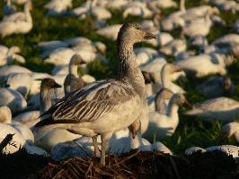 Fotó: Snow goose