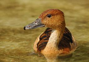 Fotó: Fulvous whistling duck