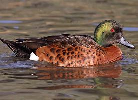 Fotó: Chestnut teal