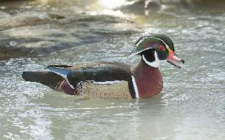 Fotó: Wood duck