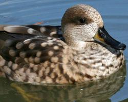 Fotó: Marbled duck