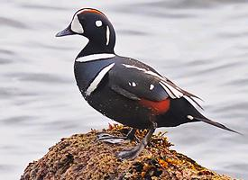 Fotó: Harlequin duck